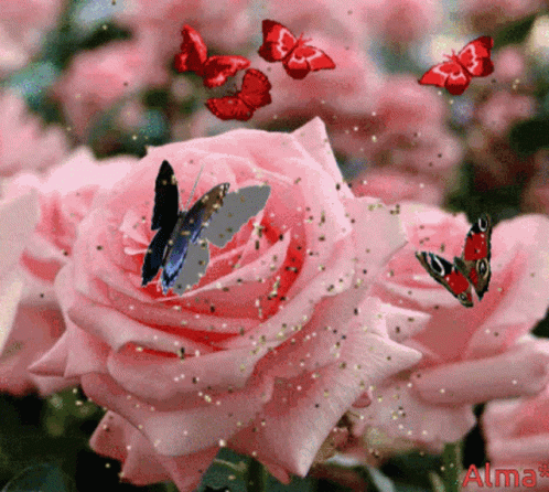 Rosas Rose GIF - Rosas Rose Butterfly GIFs
