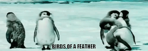 Birds Of A Feather GIF - Birds Of A Feather Be Weird Be Different GIFs