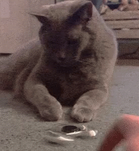 Cat Fidget Spinner GIF - Cat Fidget Spinner Spin GIFs