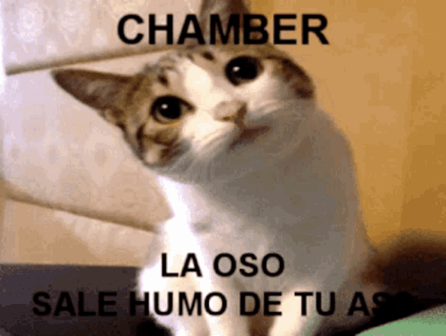 a cat with a caption that says chamber