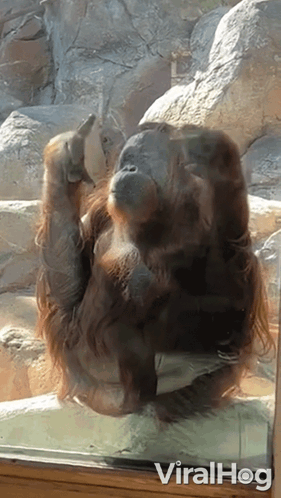 Pointing Fingers Monkey GIF