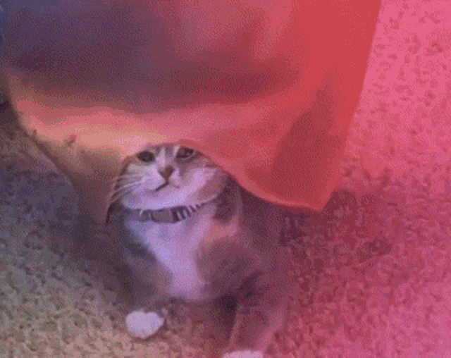 Cat Im Out GIF - Cat Im Out See Ya GIFs