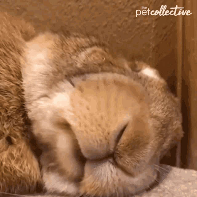 Dreaming The Pet Collective GIF - Dreaming The Pet Collective Eating GIFs