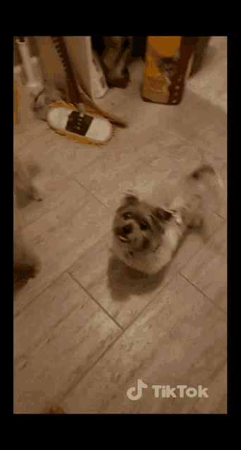 a dog laying on a tiled floor next to a mop and a bag of dog food