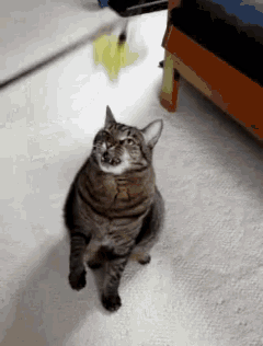 a cat is standing on its hind legs on a white carpet
