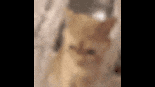 Kangerscream Cat GIF - Kangerscream Cat Funny GIFs
