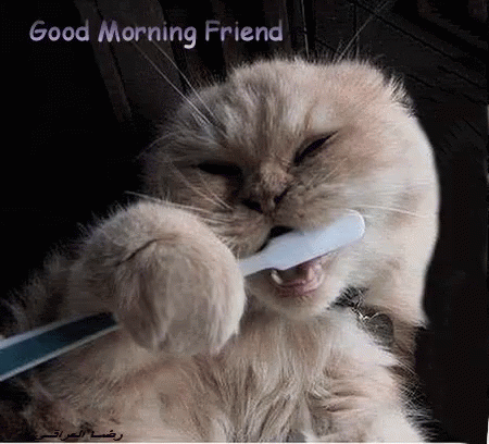 Good Morning Friend Dentist GIF - Good Morning Friend Dentist Cats GIFs