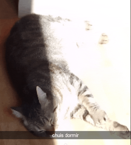 a cat is laying on the floor with the caption chuis dormir