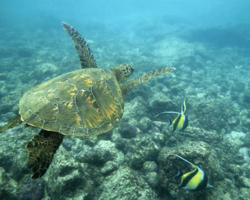 Turtle Sea GIF - Turtle Sea Ocean GIFs