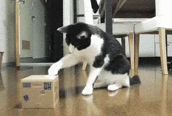 Cat Box Kitten. GIF - Cat Box Surprise GIFs