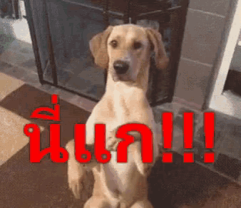 a dog is sitting on its hind legs with a foreign language behind it