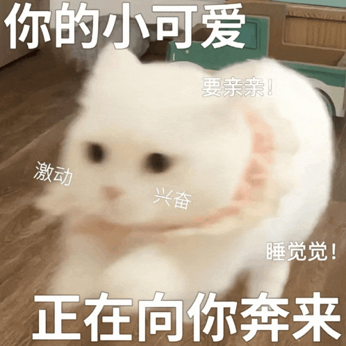 a white cat has chinese writing on its face