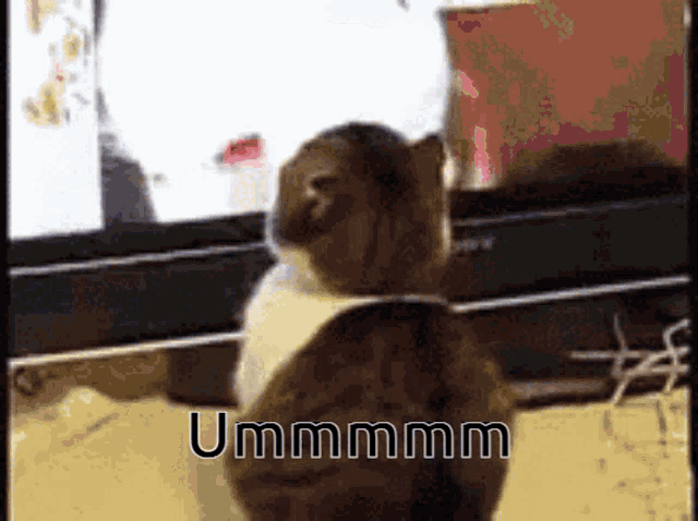 a cat is standing in front of a window with the word ummmmm written below it