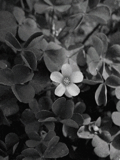 a black and white photo of a plant with a small white flower in the middle