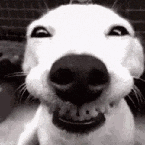 a close up of a dog 's face with a big smile on it 's face .