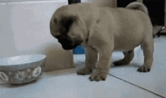 a pug puppy is standing next to a bowl on a tiled floor .
