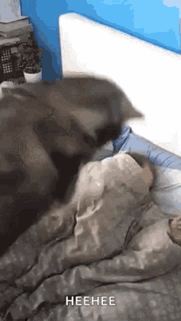 a cat is laying on top of a person sleeping in a bed .