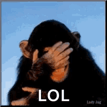 a chimpanzee is covering his face with his hand and the word lol is below him