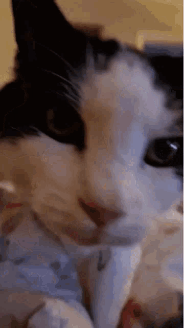 a close up of a black and white cat with a red nose .