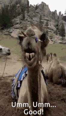 a picture of a camel with the words umm umm good on it