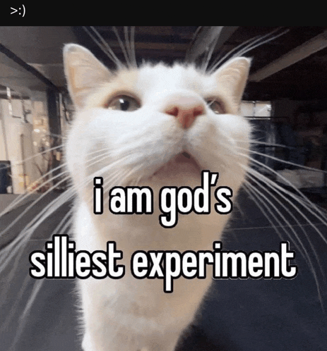 a white cat with the words i am god 's silliest experiment on it