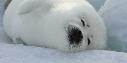 Harp Seal GIF - Animals Harpseals Cut GIFs