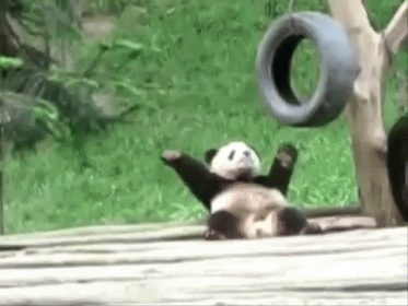 Dancing Panda GIF - Panda Animals Anim GIFs