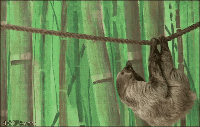 Sloth Stealing GIF - Sloth Stealing Monkey GIFs