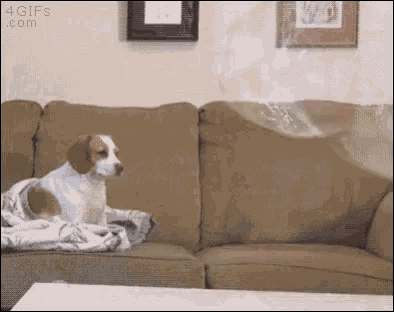 Bubbles Dogs GIF