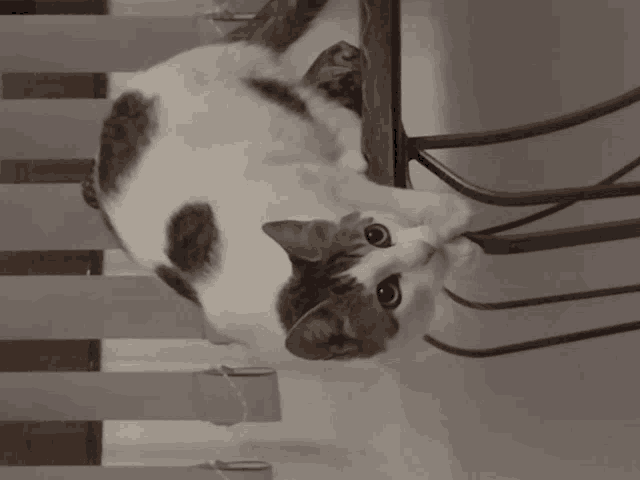 a black and white cat laying on a chair looking at the camera