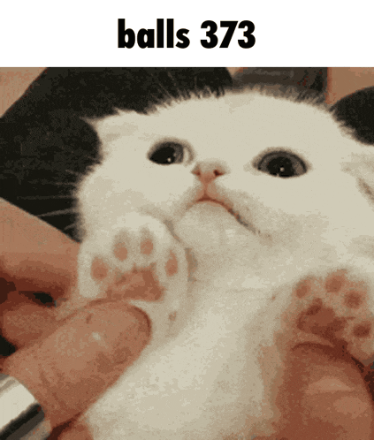a black and white cat is being held in someone 's hands with the caption balls 373