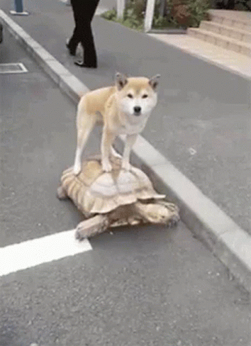 Dog Turtle GIF - Dog Turtle They See Me Rolling GIFs