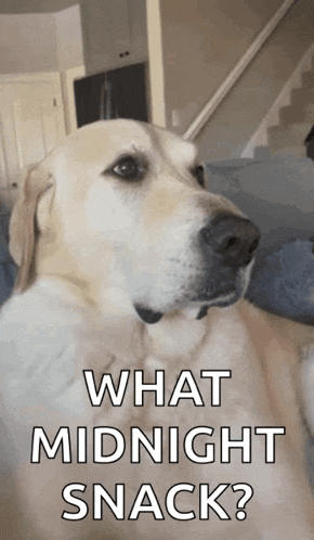 a dog is sitting on a couch with the words what midnight snack written below it