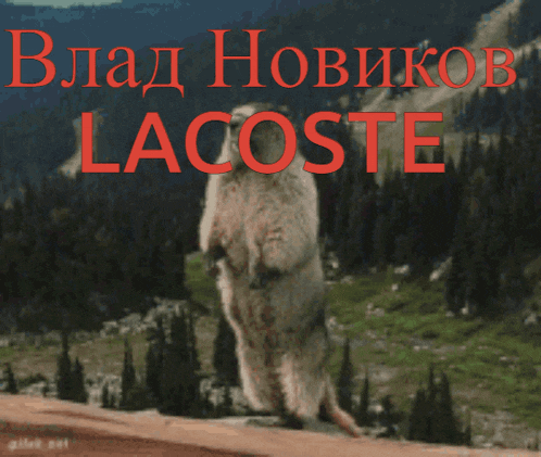 a meerkat stands on its hind legs in front of a sign that says vlad hovikos lacoste