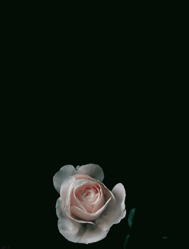 Rose GIF - Flowers Pretty Rose GIFs