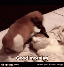 Happy Puppy GIF - Happy Puppy Good Morning GIFs