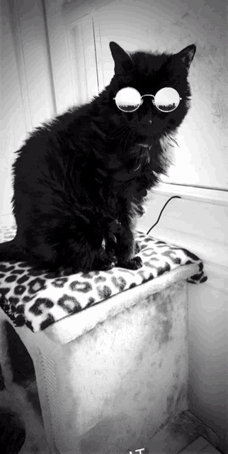 a black cat wearing sunglasses is sitting on a leopard print blanket
