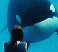 恩恩 GIF - Killer Whale Orca Nodding GIFs