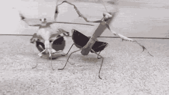 Mantis Intimidation GIF - Mantis Intimidation Insect GIFs