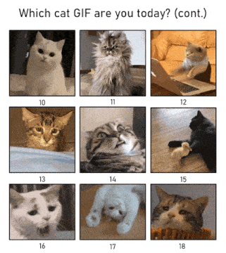 Cat Mood GIF - Cat Mood Which GIFs