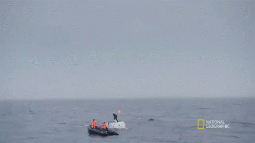 Plunge Back To The Titanic GIF - Plunge Back To The Titanic Dive GIFs
