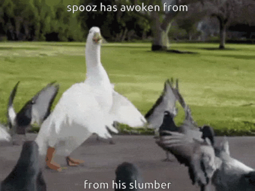 Spooz Aflac Duck GIF - Spooz Aflac Duck GIFs