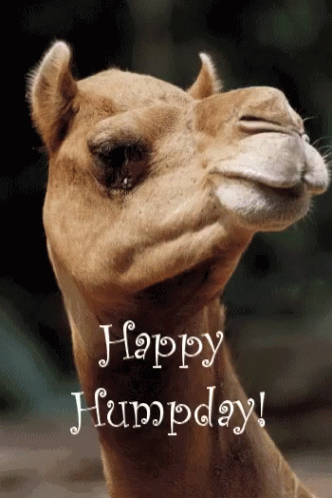 Wednesday Happy Hump Day GIF - Wednesday Happy Hump Day Camel GIFs