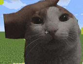 a close up of a cat with a plus sign on its nose