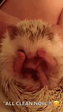 Hedgehogs Bath GIF - Hedgehogs Bath Cleaning GIFs