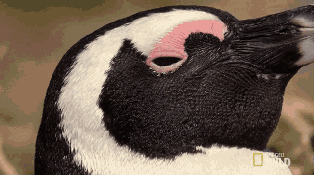 Staring World Penguin Day GIF - Staring World Penguin Day South Africa GIFs