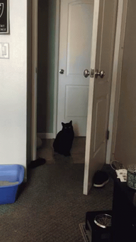 Black Cat Stare GIF - Black Cat Stare Deanthe Cat GIFs