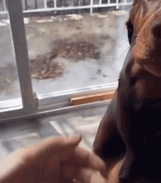 a close up of a dog 's face with a person 's hand in front of it