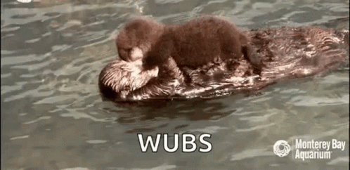 Mothers Love Sea Otter GIF - Mothers Love Sea Otter Sea Otter Love GIFs