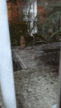 a reflection of a table in a window with a plant in the background